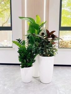 “宁波海曙花卉租赁哪家好验